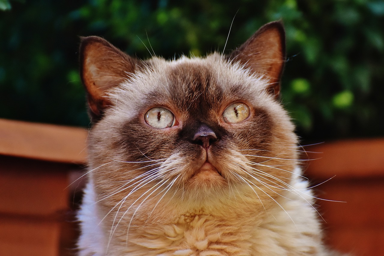 cat british shorthair thoroughbred free photo