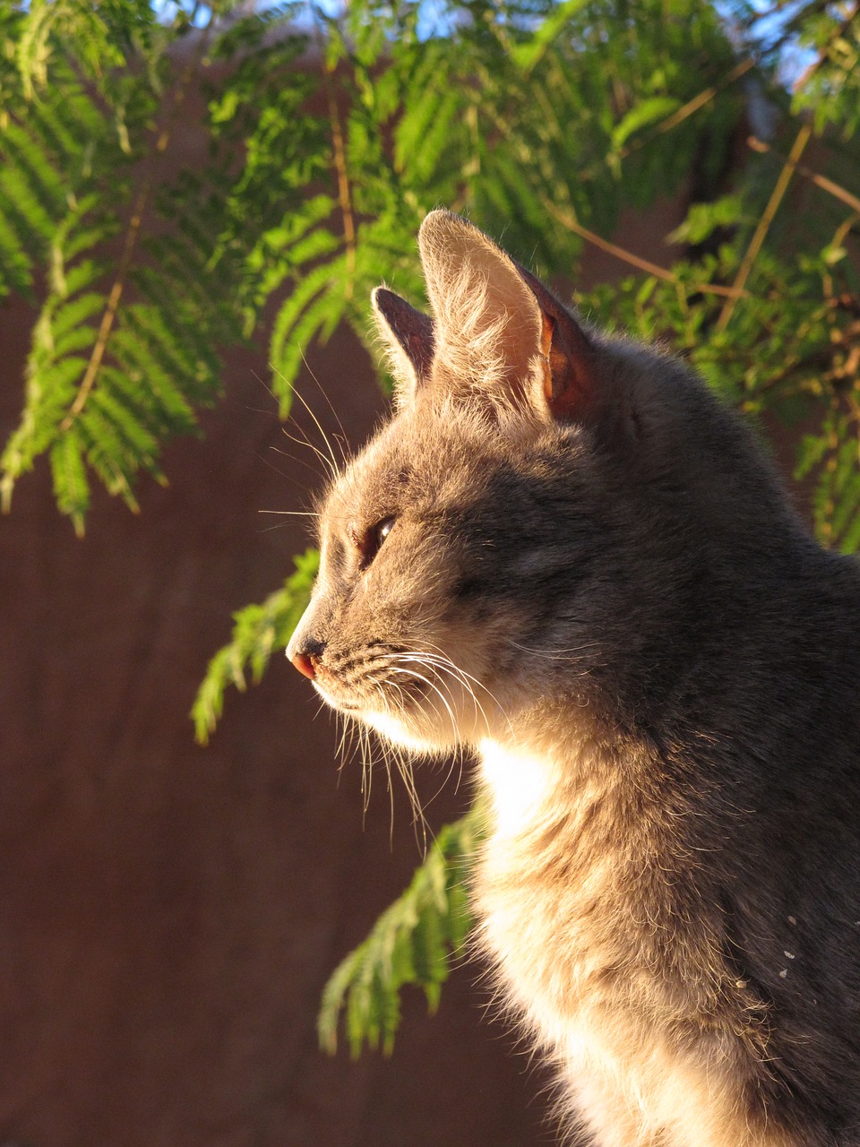 cat eyes sunset free photo