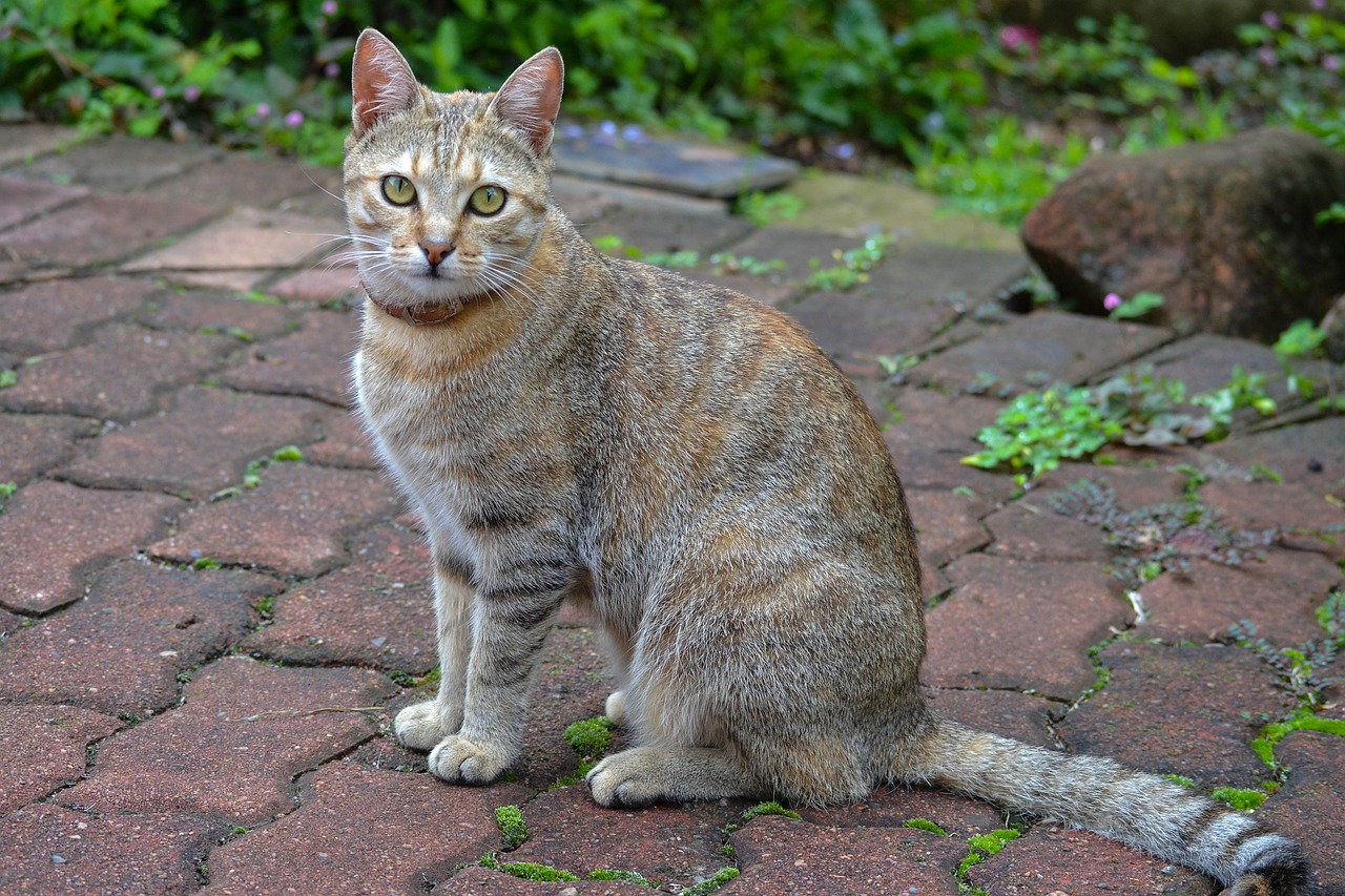 cat feline tabby free photo