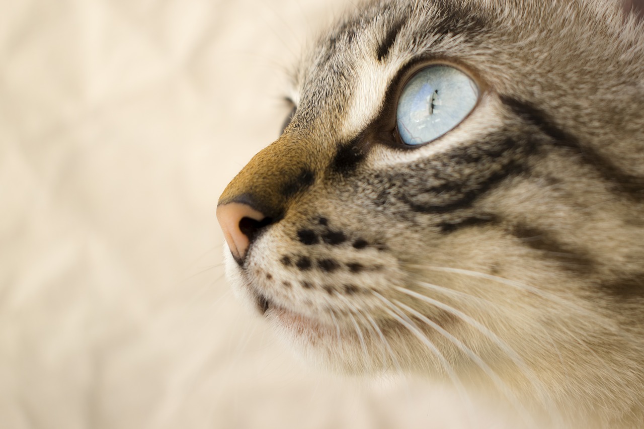 cat pet cat eyes free photo