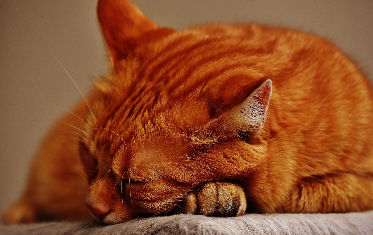 cat red sleep free photo