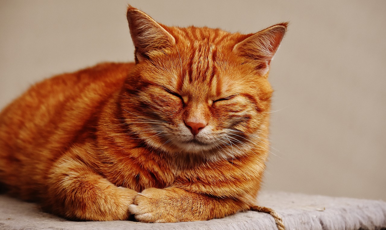 cat red sleep free photo