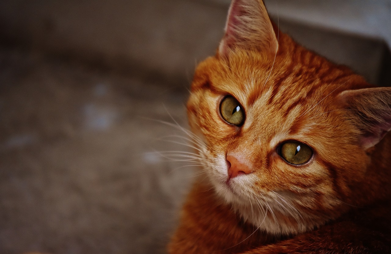 cat red cute free photo