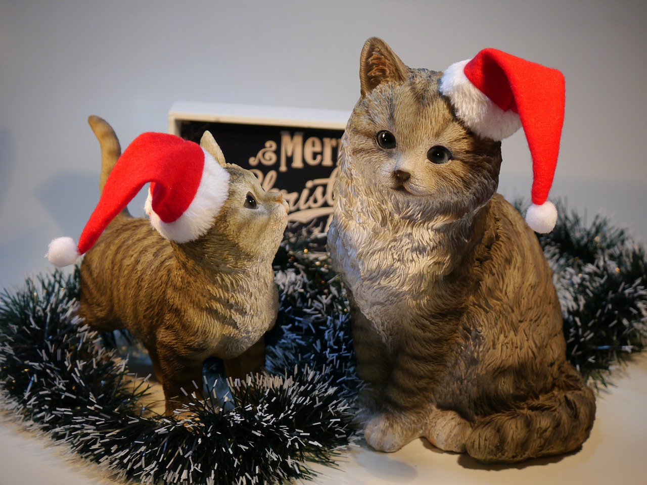 cat christmas nicholas free photo