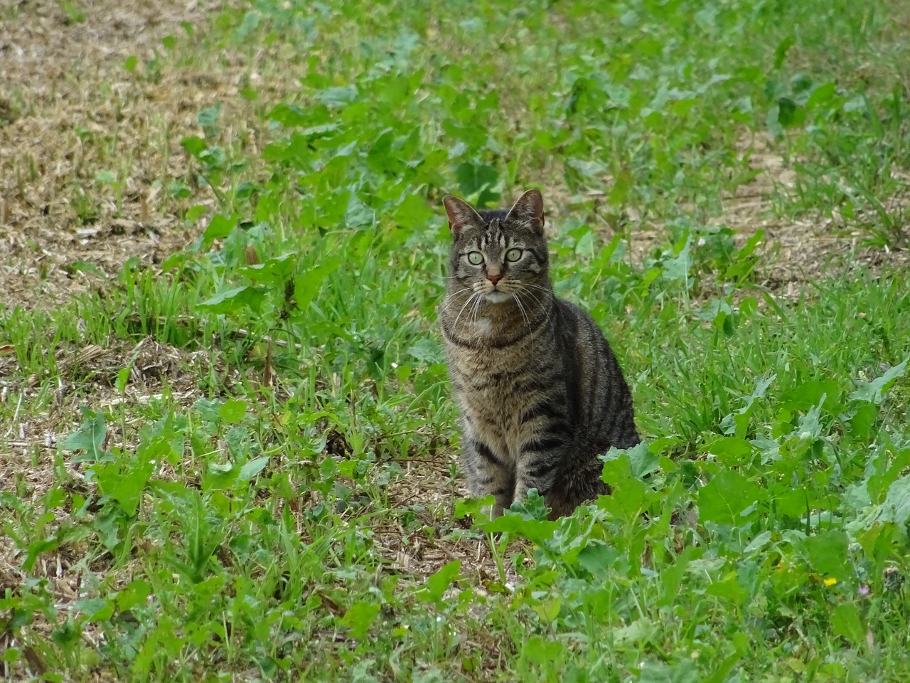 cat lurking meadow free photo