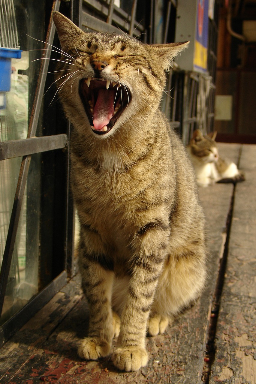 cat yawning teeth free photo