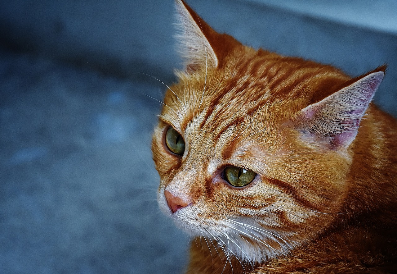 cat red cute free photo