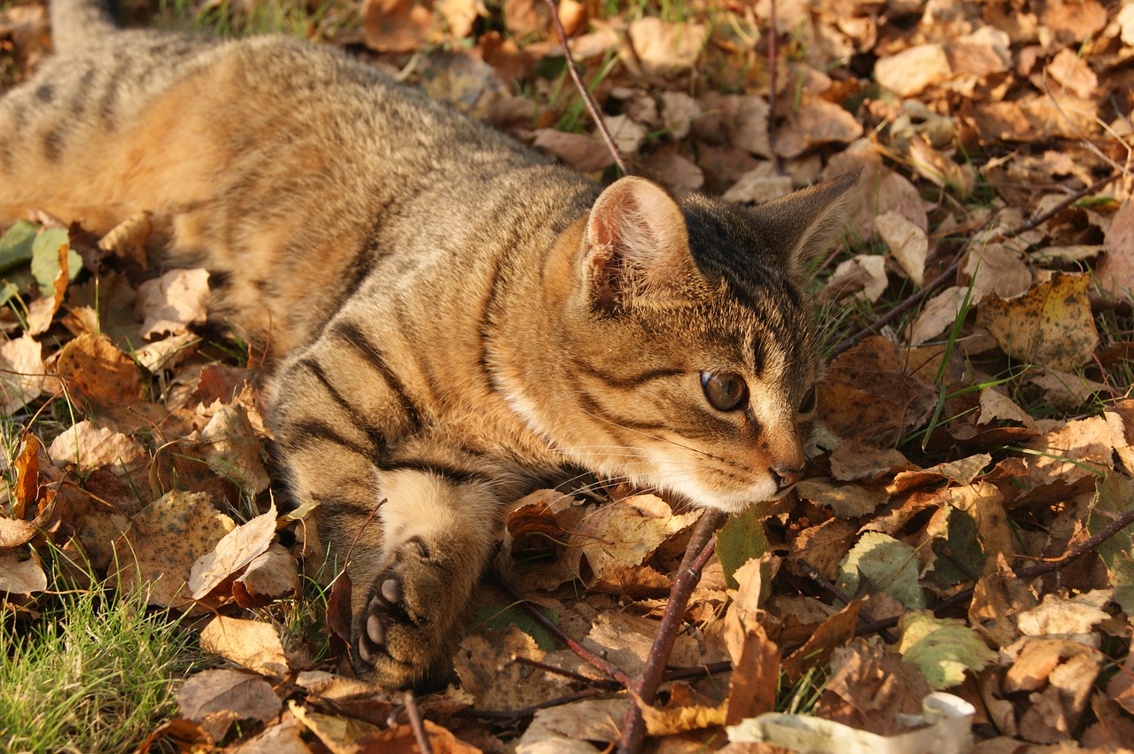 cat autumn foliage free photo