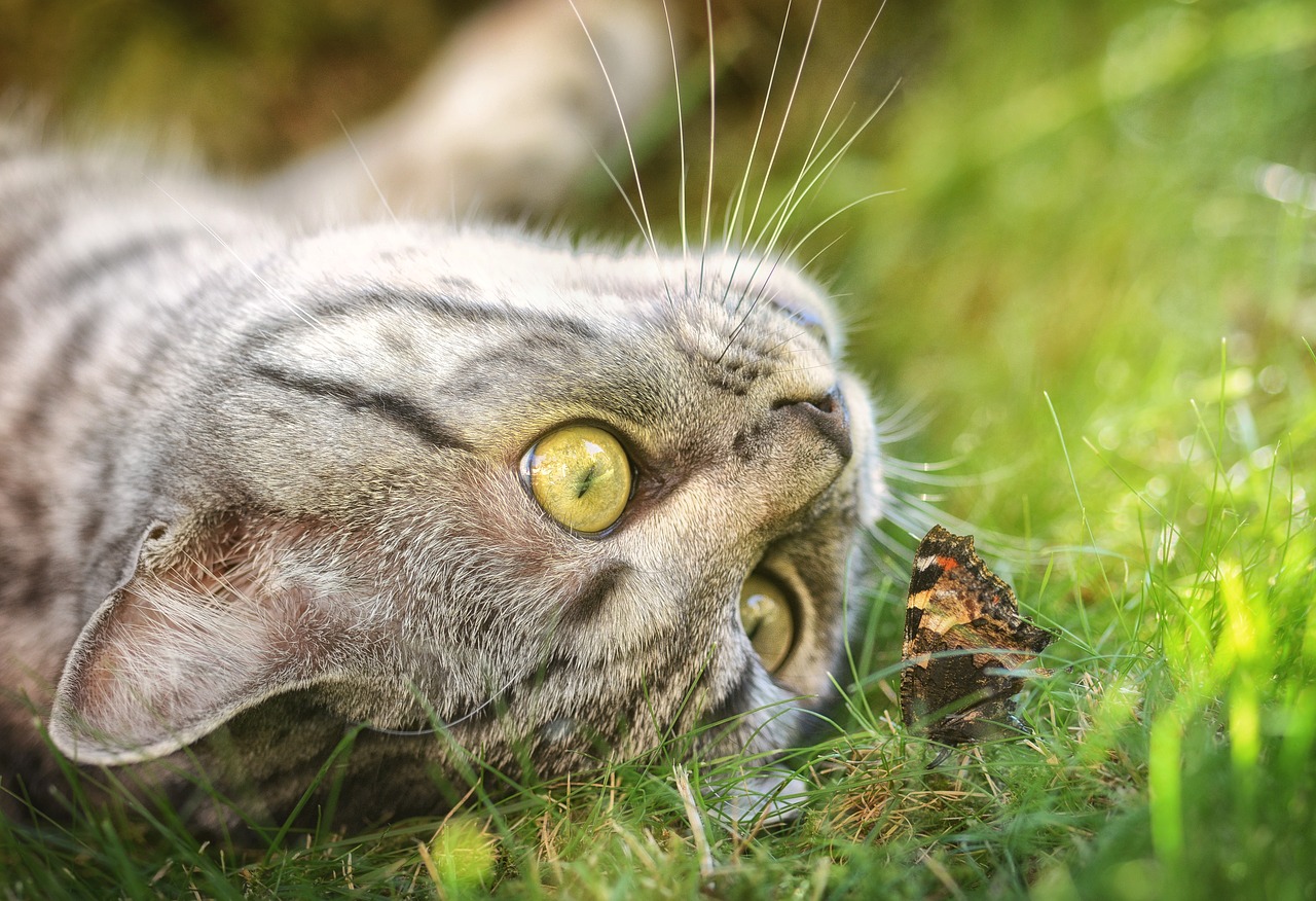 cat butterfly domestic cat free photo