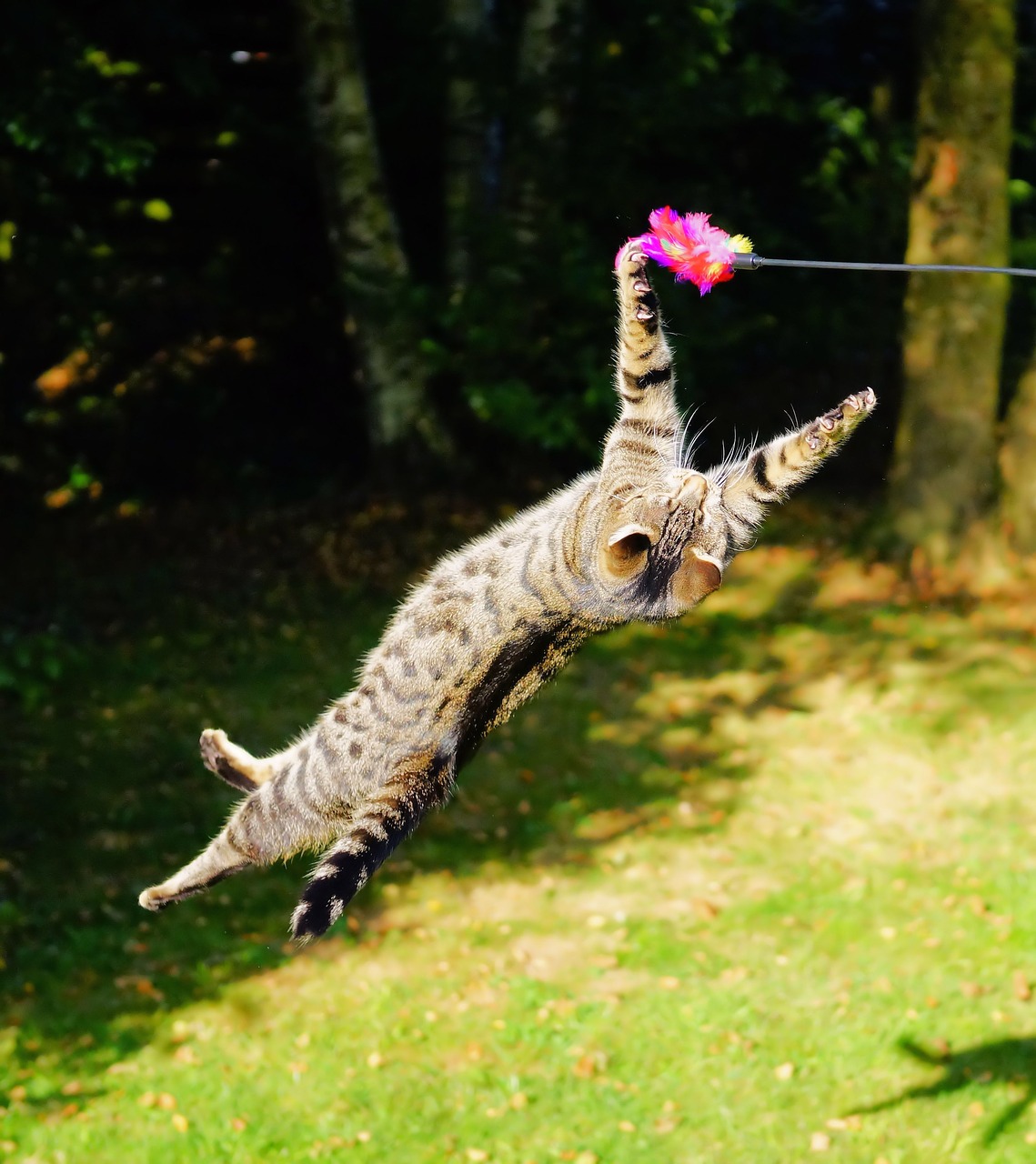 cat flying cat play free photo