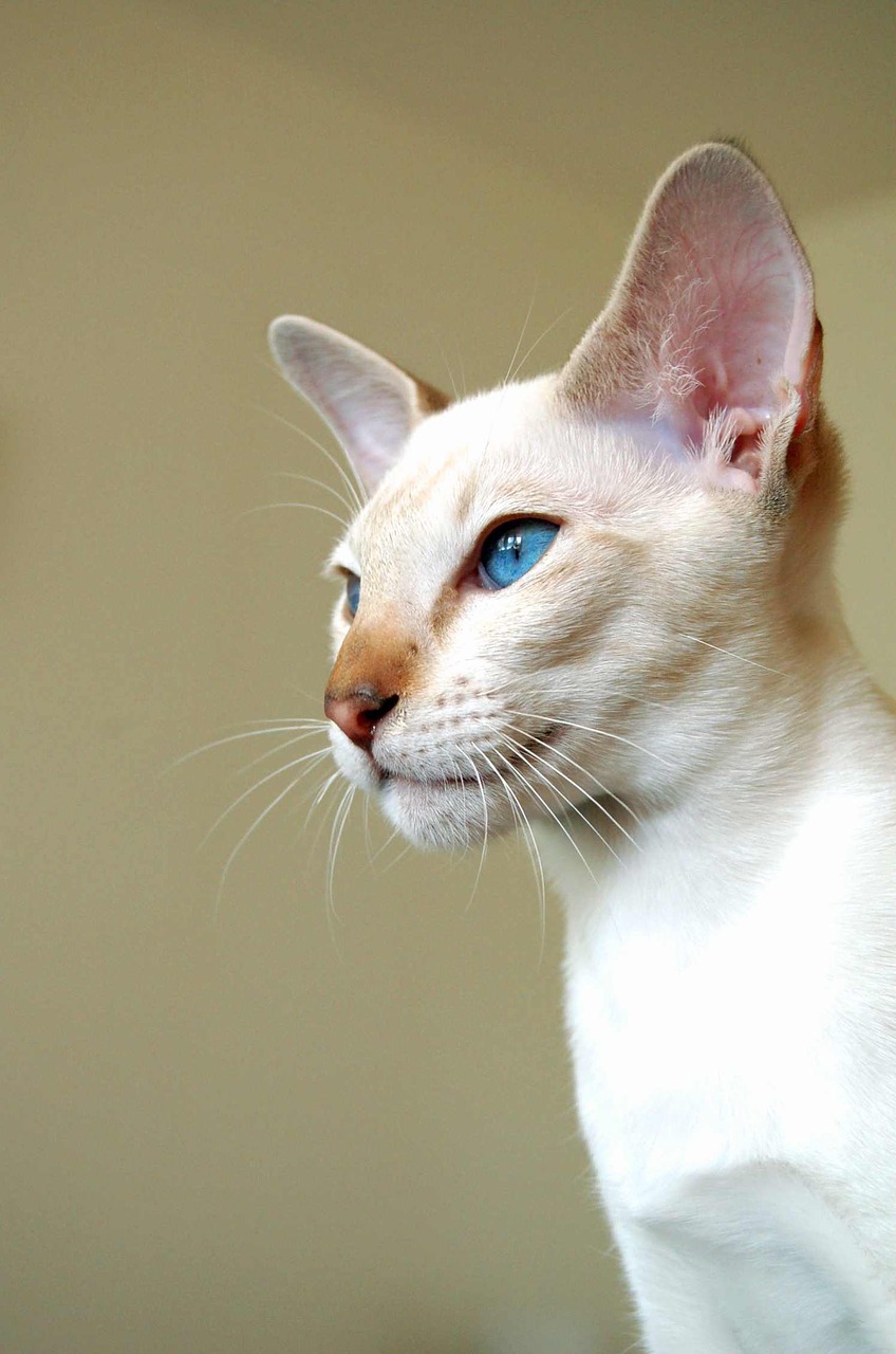 cat siamese cat breed cat free photo