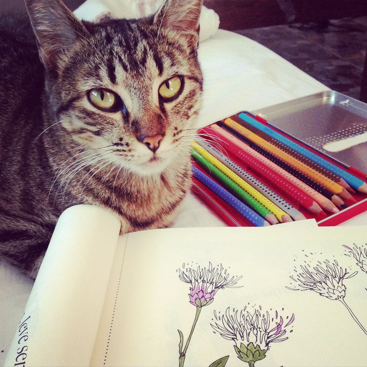 cat coloring drawing free photo