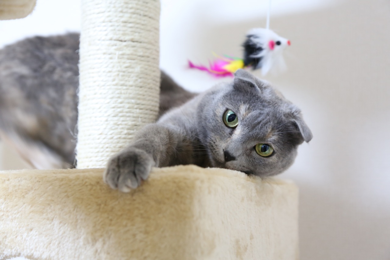 cat scottish fold cat tower free photo