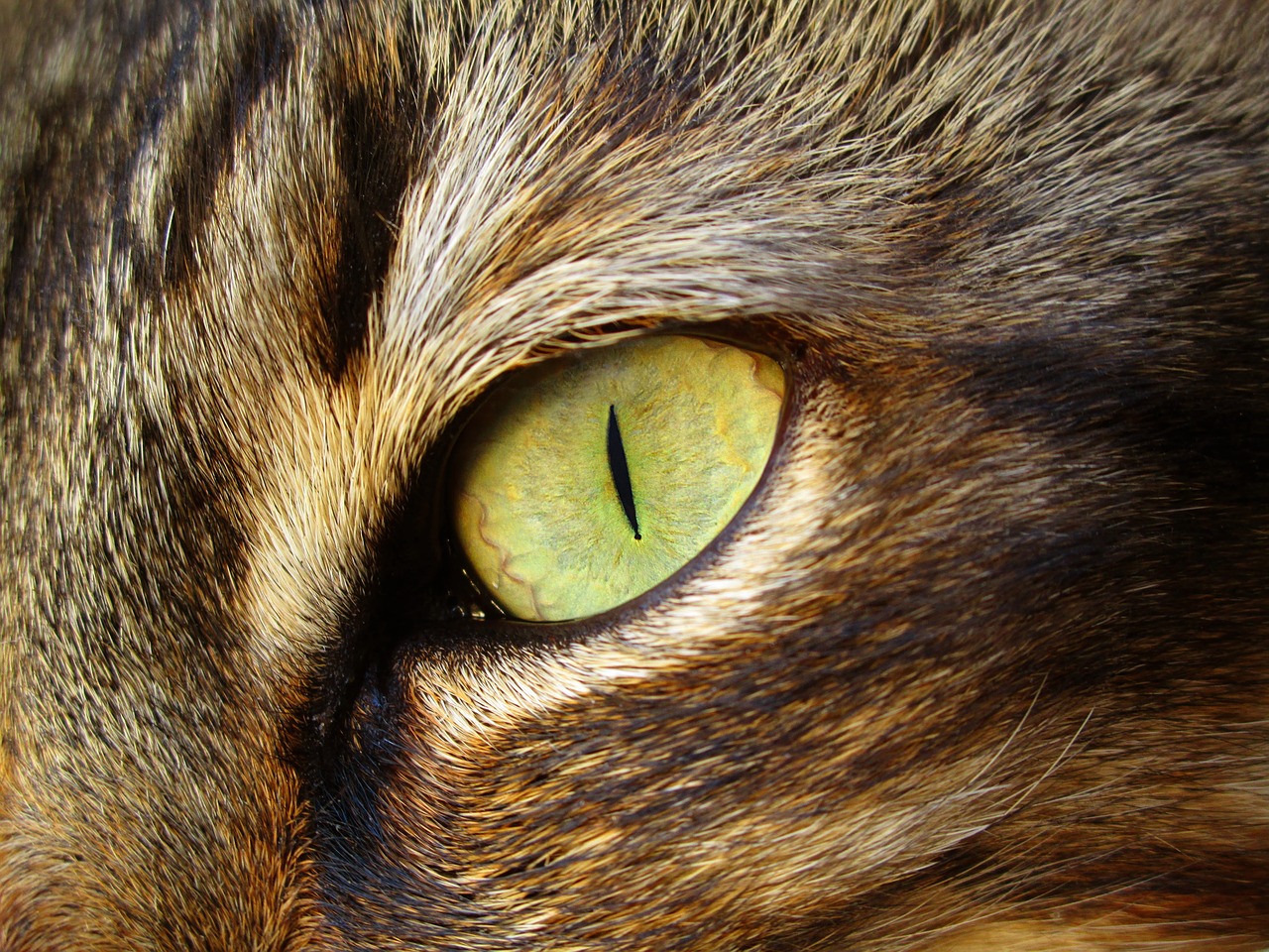 cat eye feline free photo