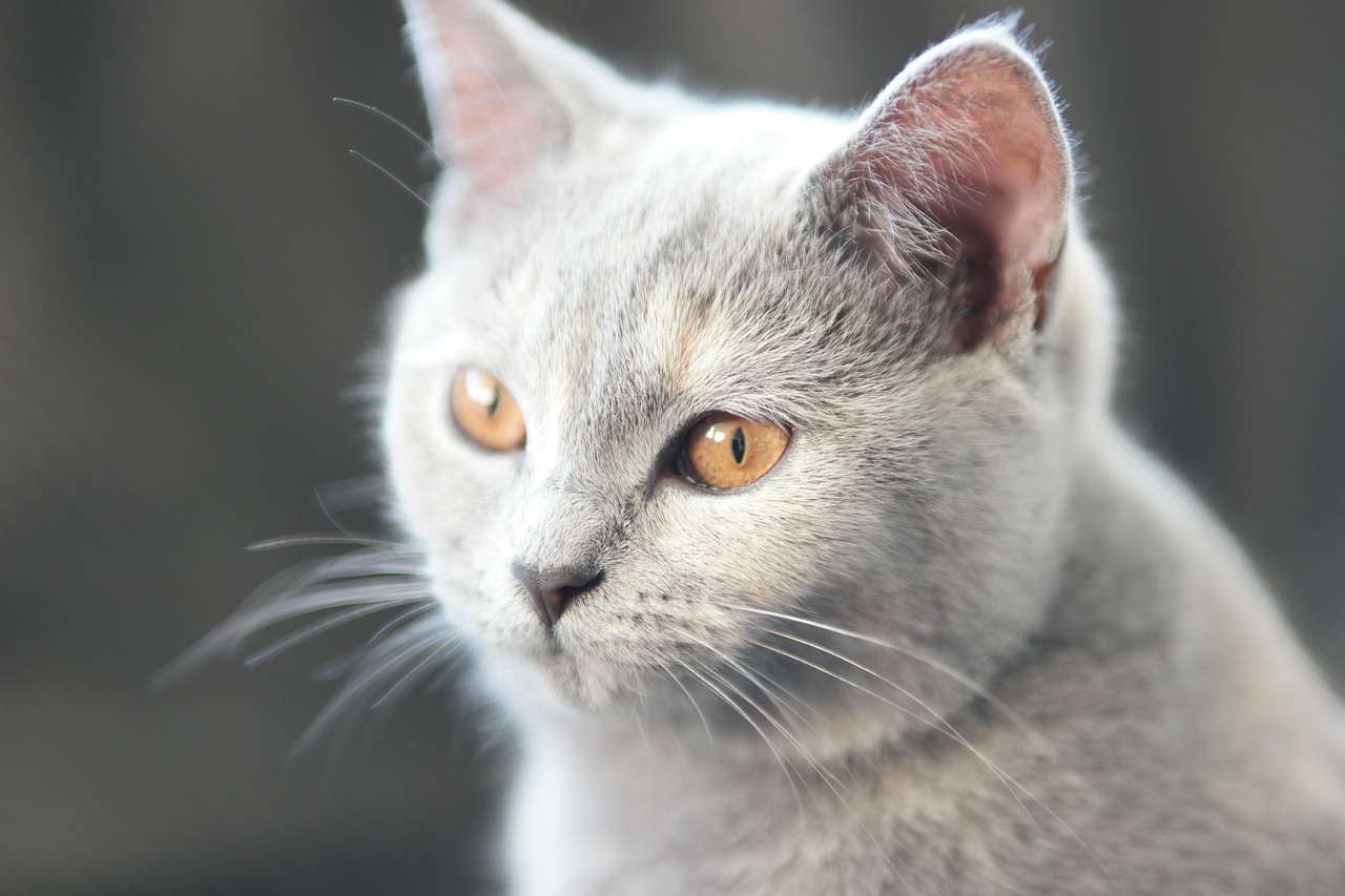 cat britsh shorthair mix scottish fold free photo