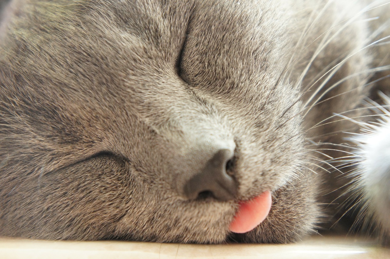 cat tongue grey free photo