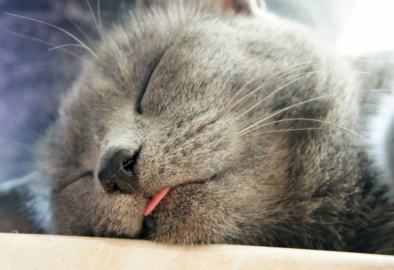 cat grey tongue free photo