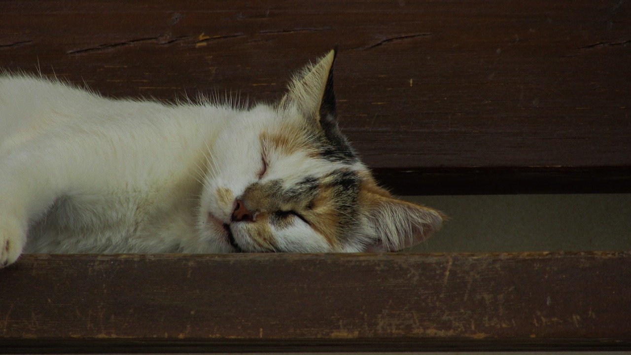 cat resting relax free photo