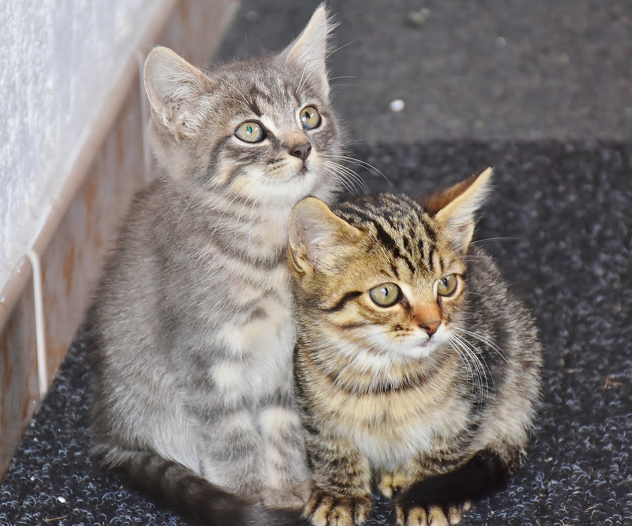 cat baby cats young cats free photo