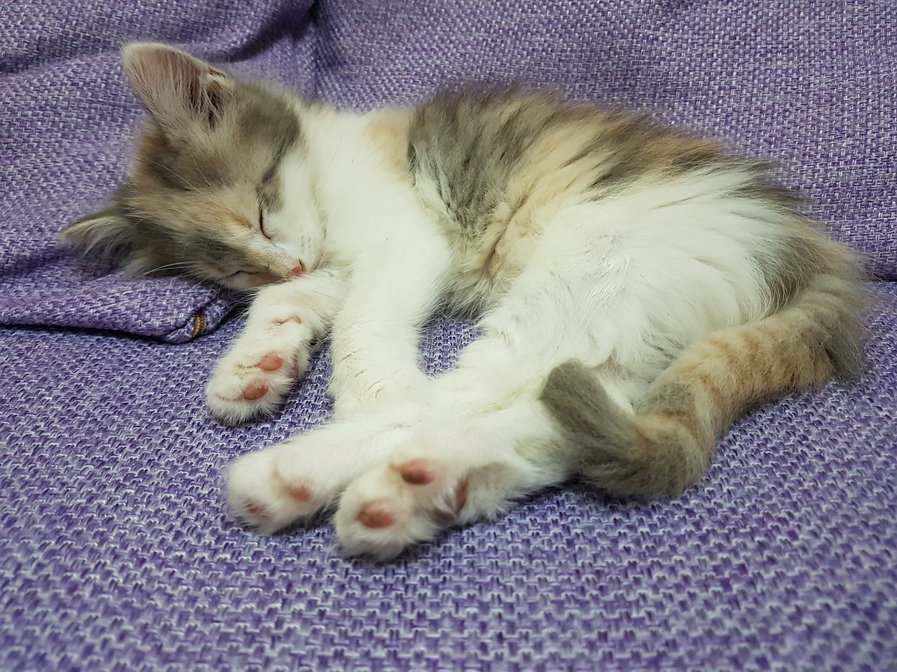 cat dreams sleeps free photo