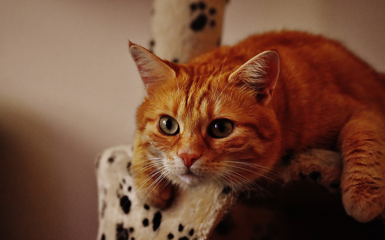 cat red cute free photo