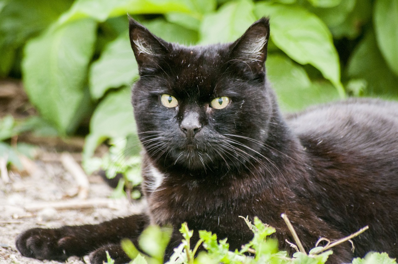 cat black black cat free photo