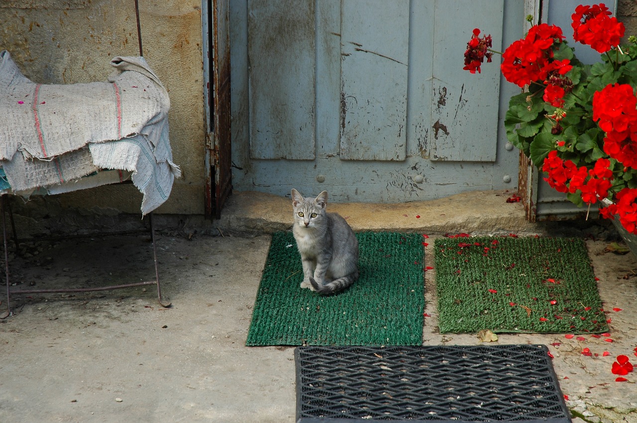 cat mackerel geranium free photo