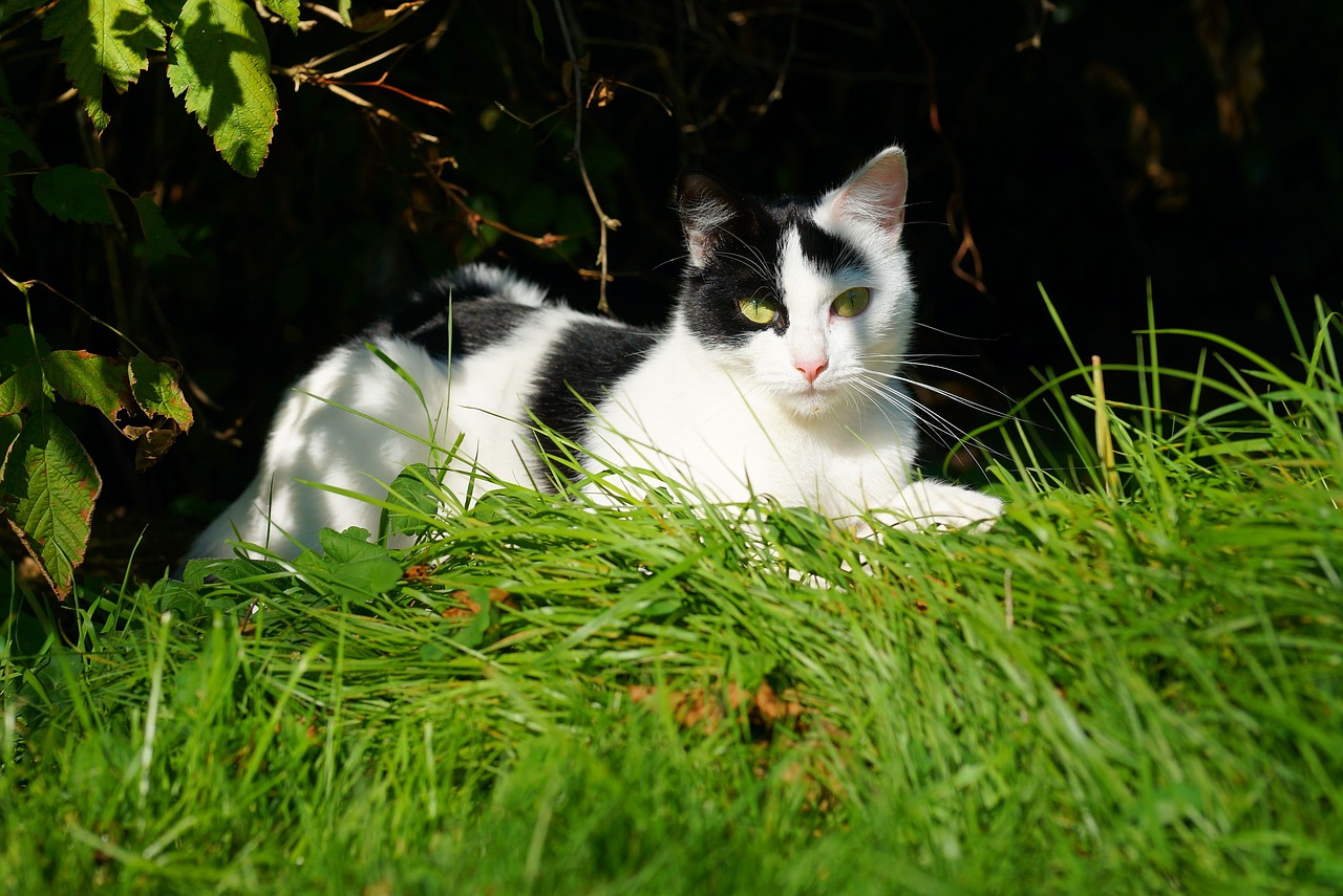 cat female garden free photo