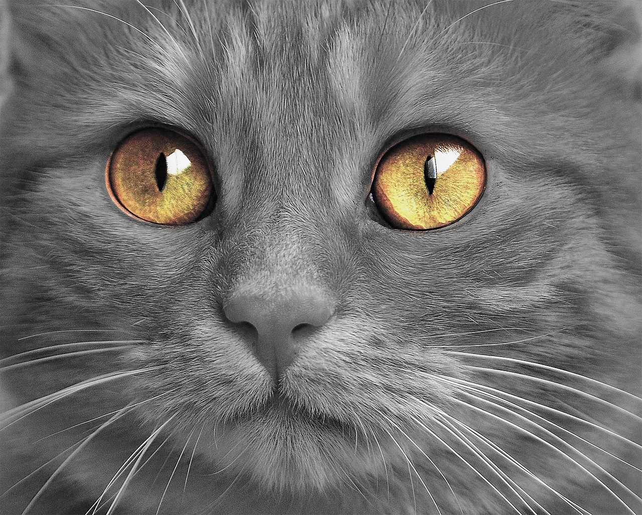 cat kitten eyes free photo