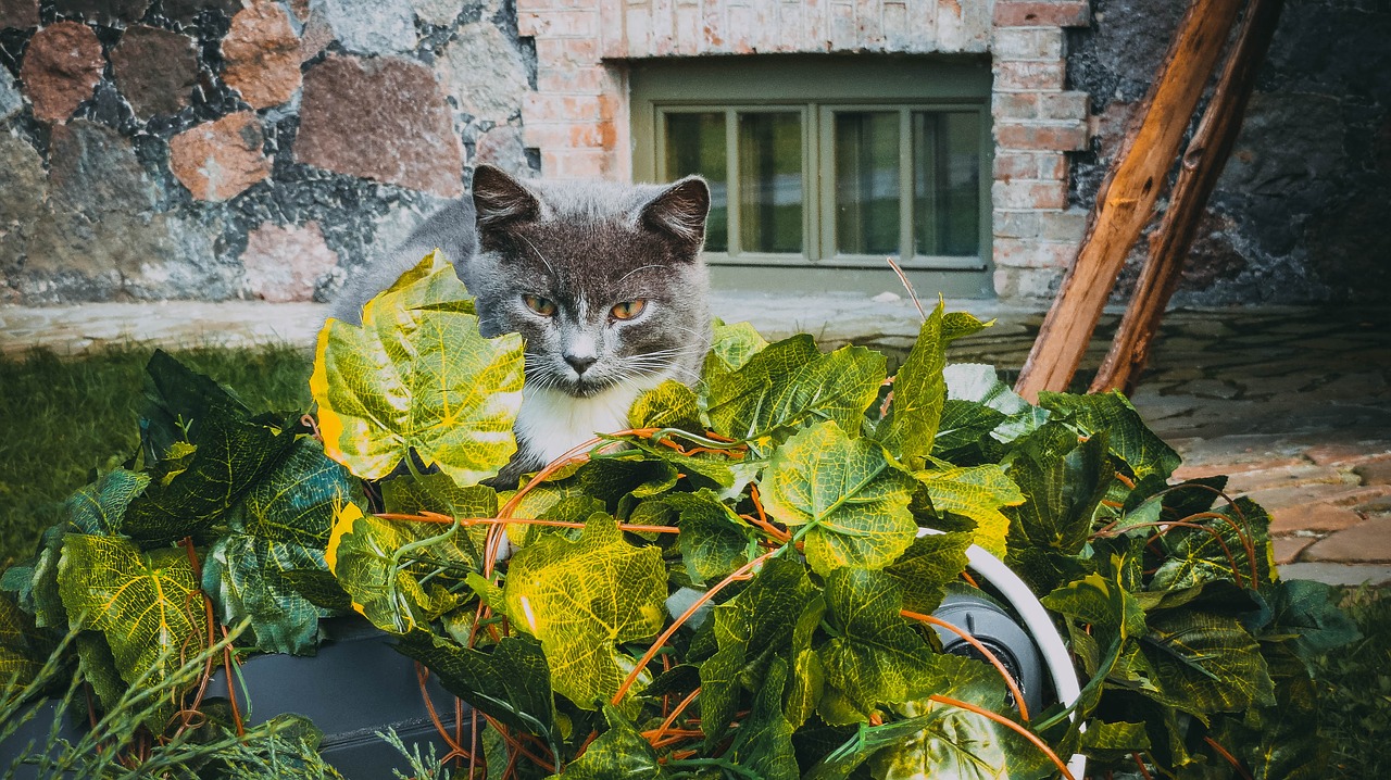 cat leaves autumn free photo