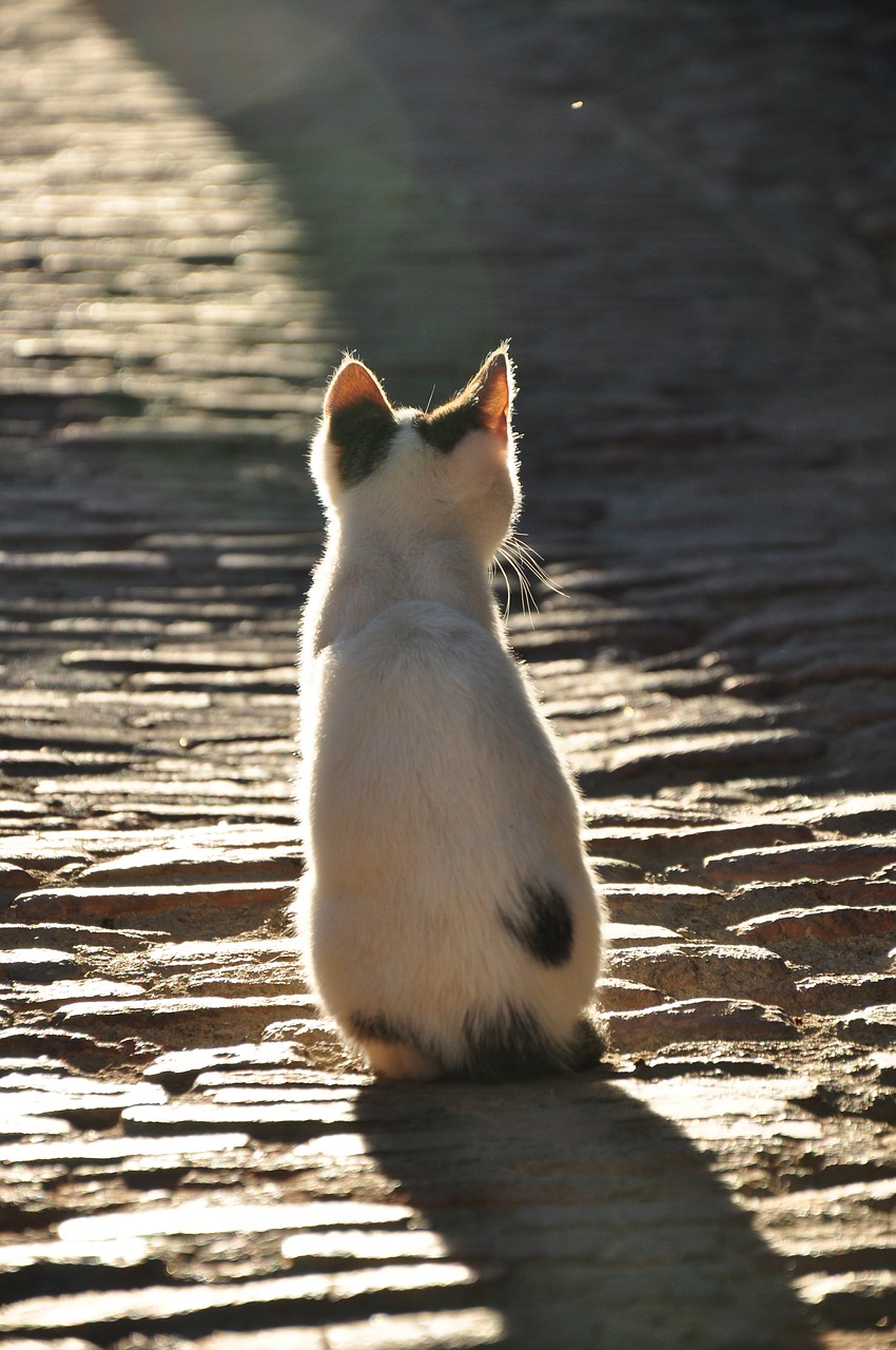 cat shadow kitten free photo