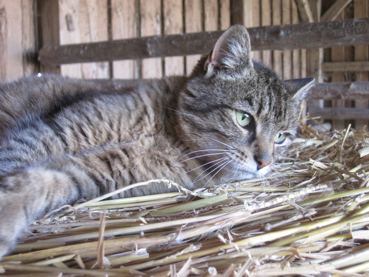 cat mackerel straw free photo