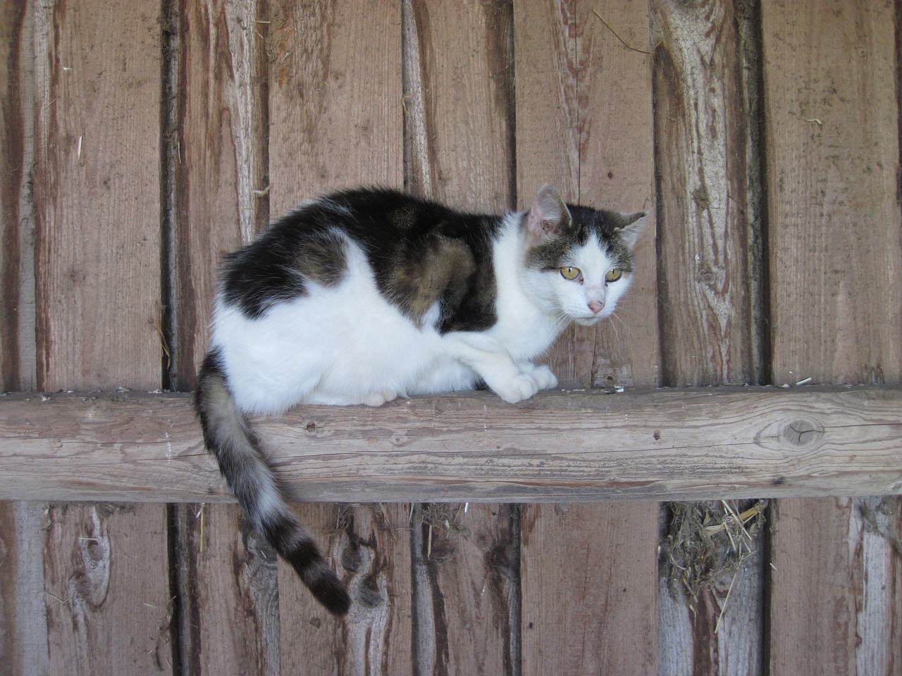 cat wood stall free photo