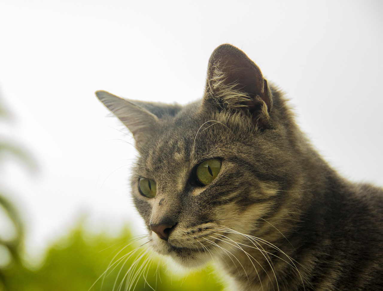 cat uruguay montevideo free photo