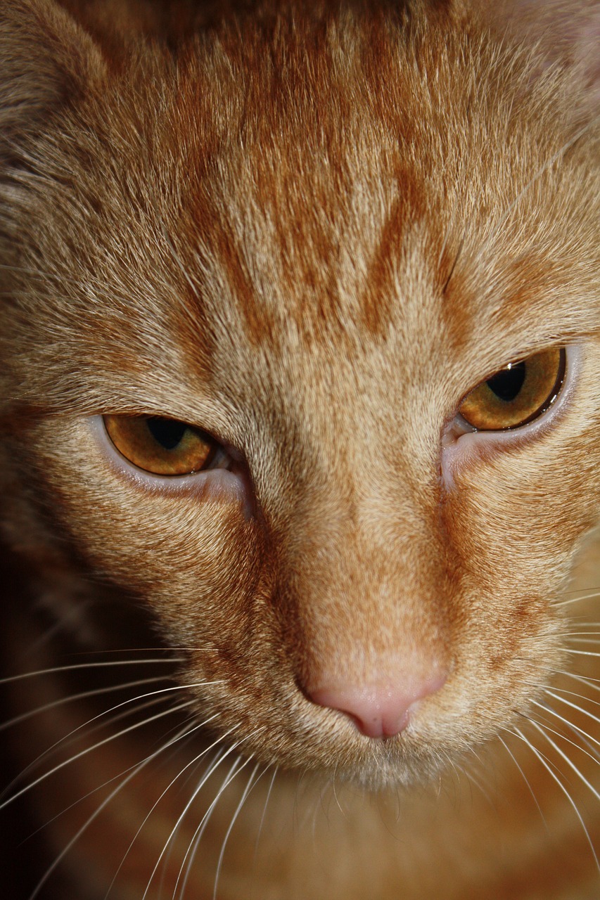 cat ginger tabby free photo