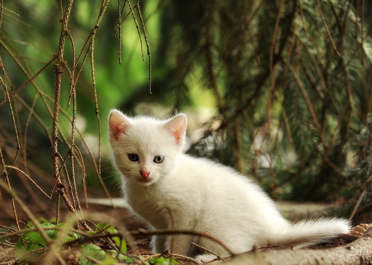 cat kitten young animal free photo