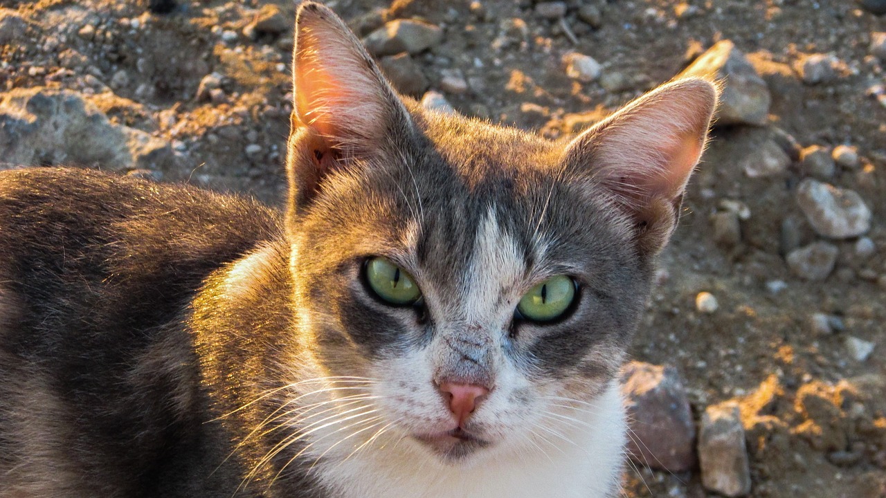 cat stray staring free photo