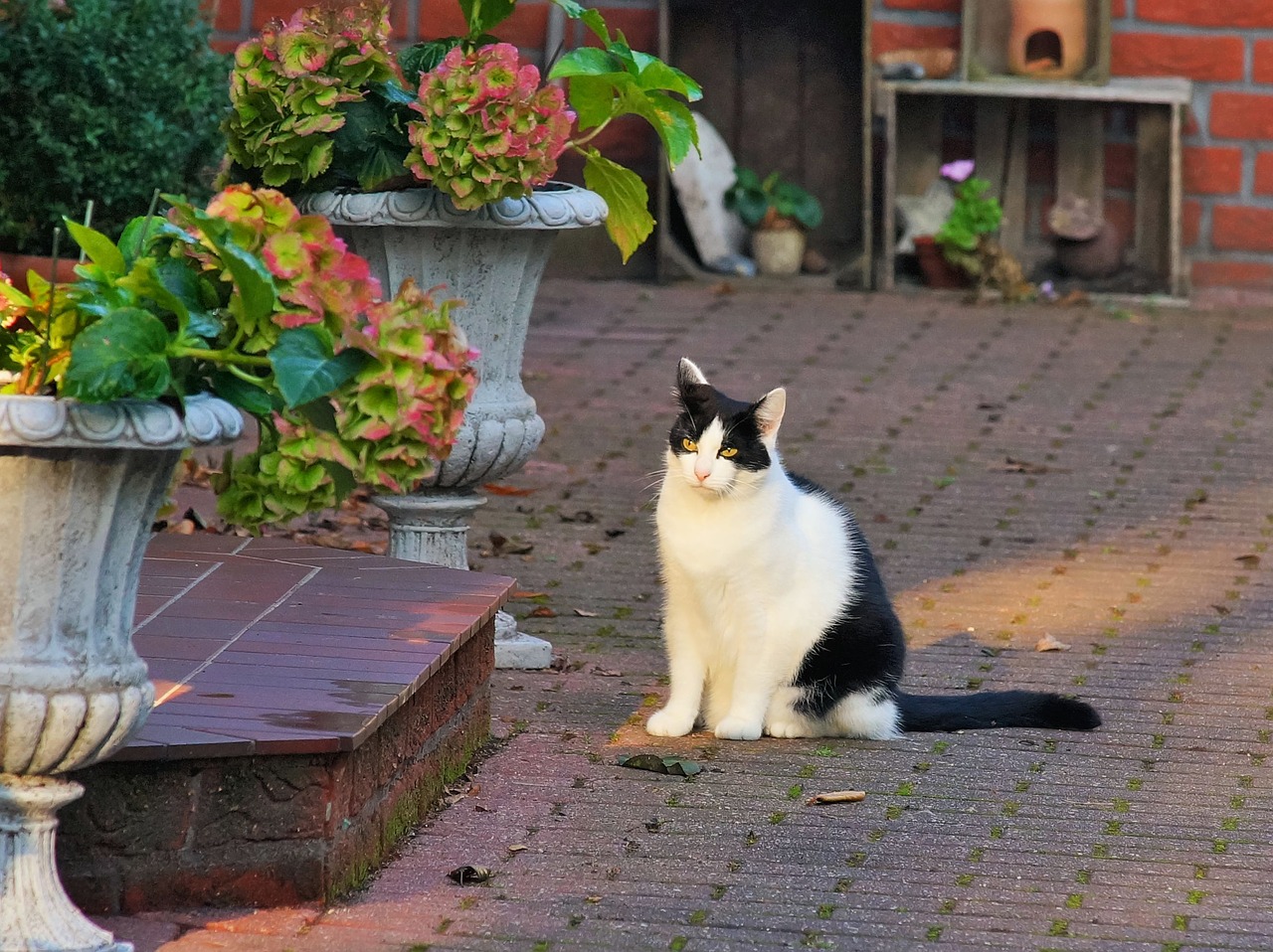 cat domestic cat pet free photo