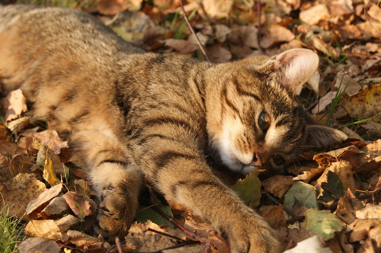 cat autumn foliage free photo