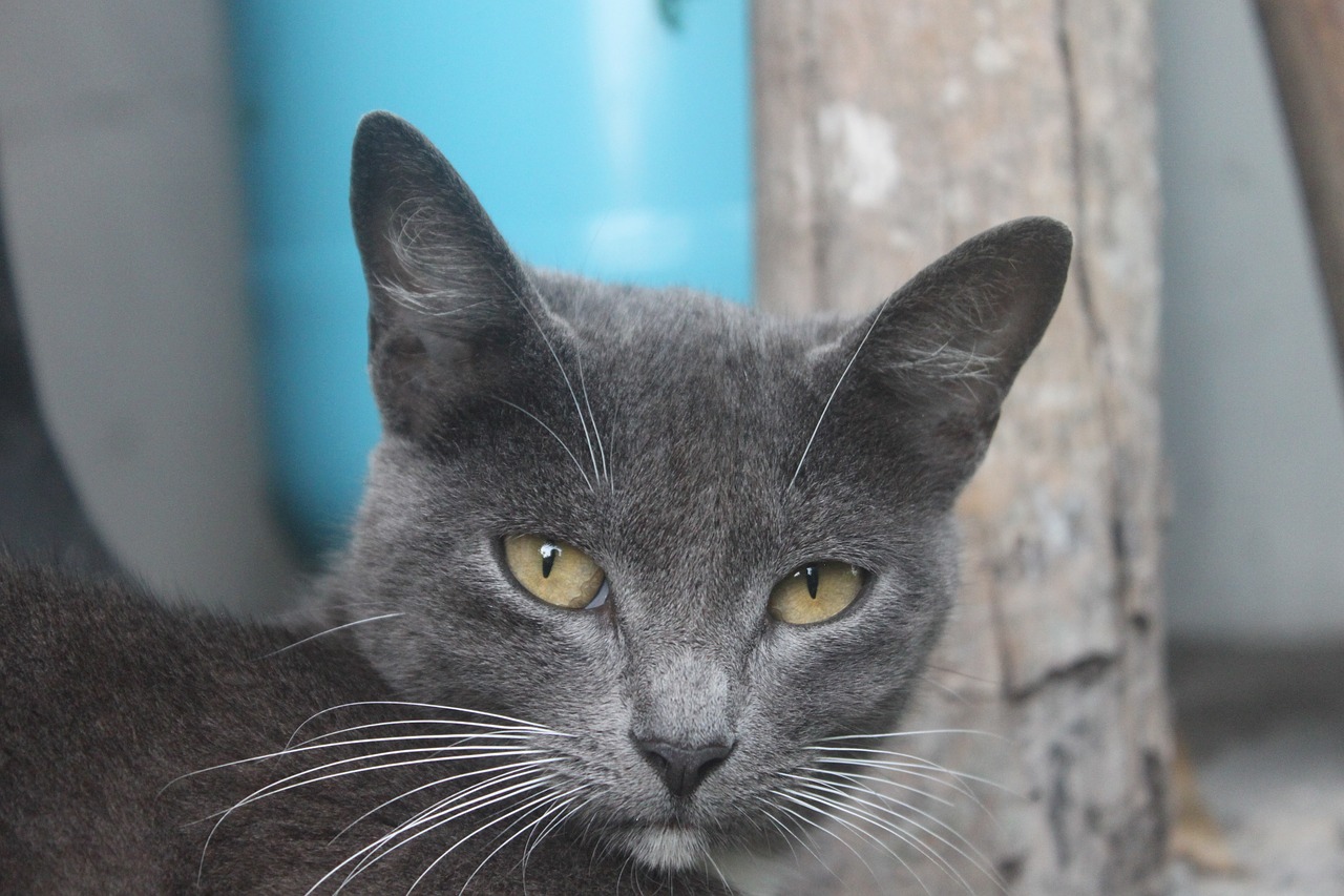 cat grey big-eared free photo