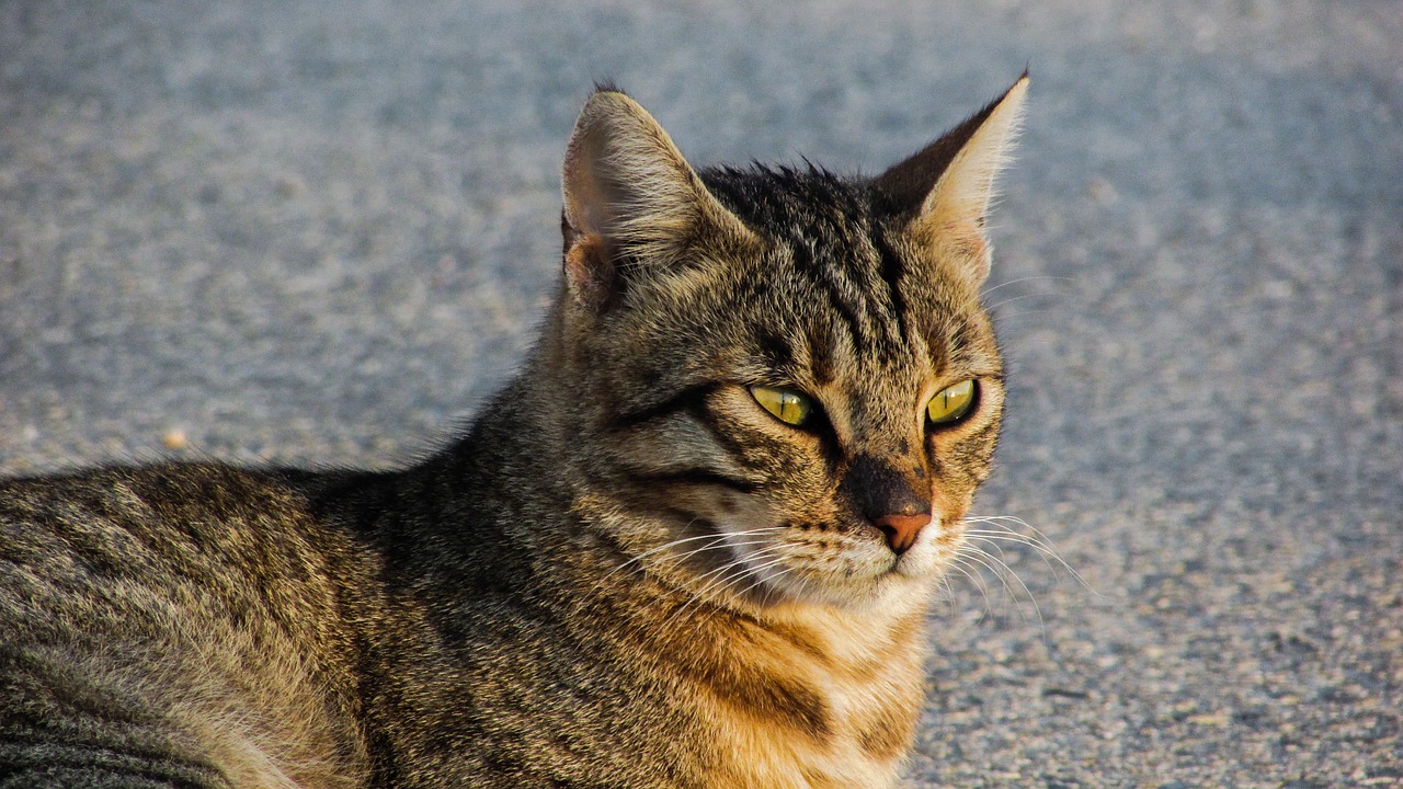 cat stray animal free photo