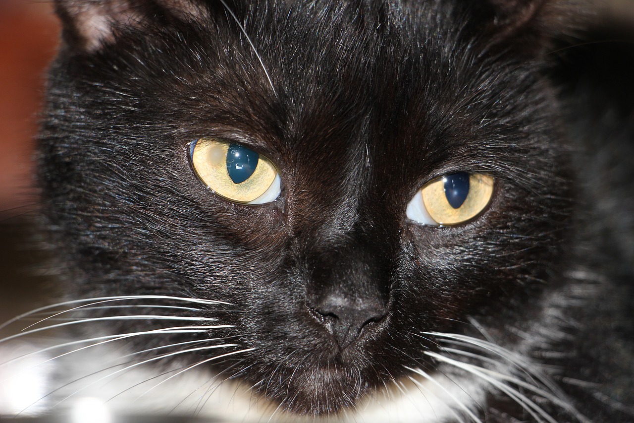 cat black whisker free photo