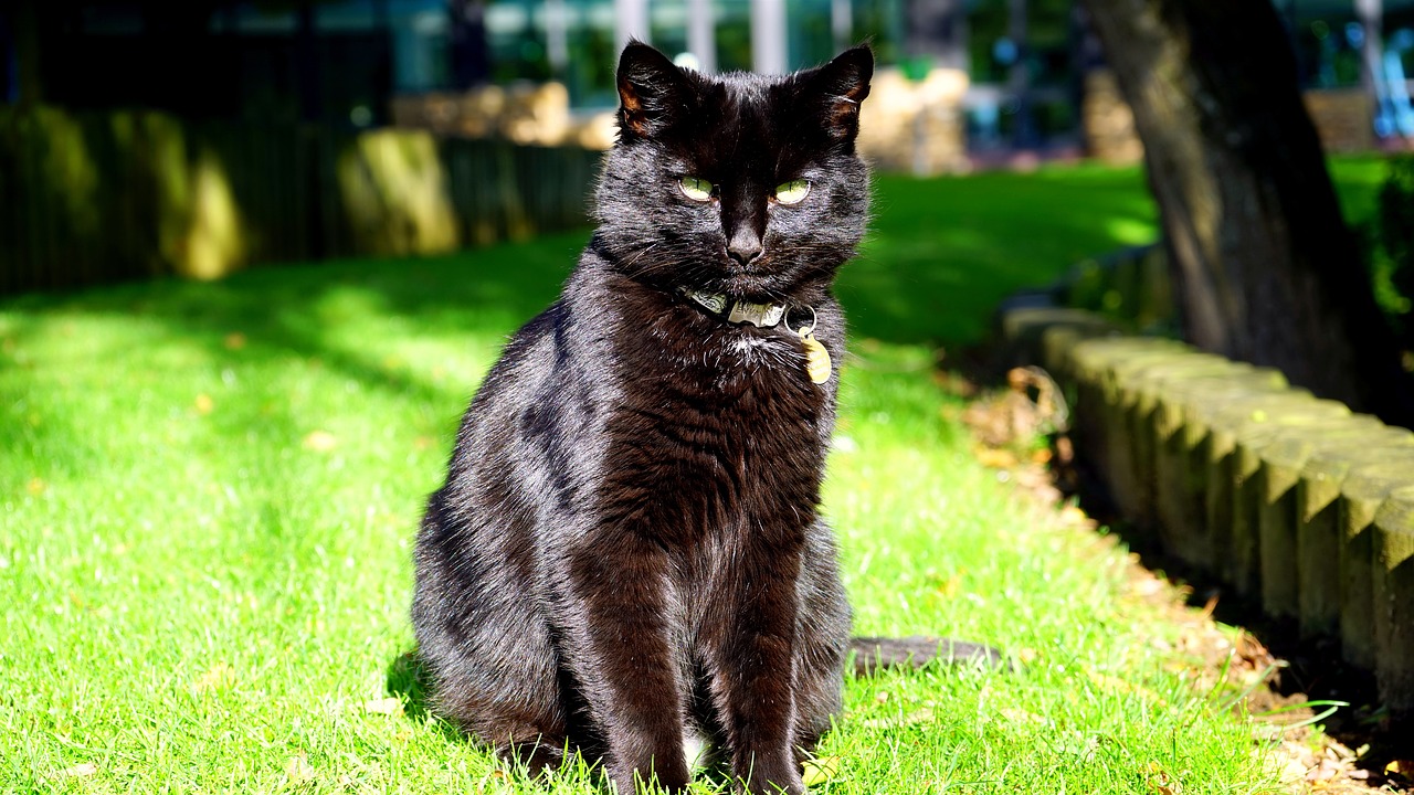 cat black black cat free photo