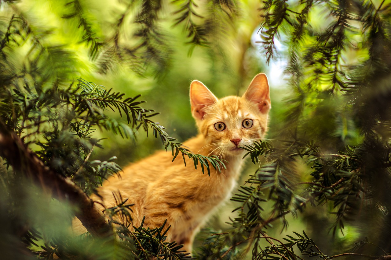 cat tree young cat free photo