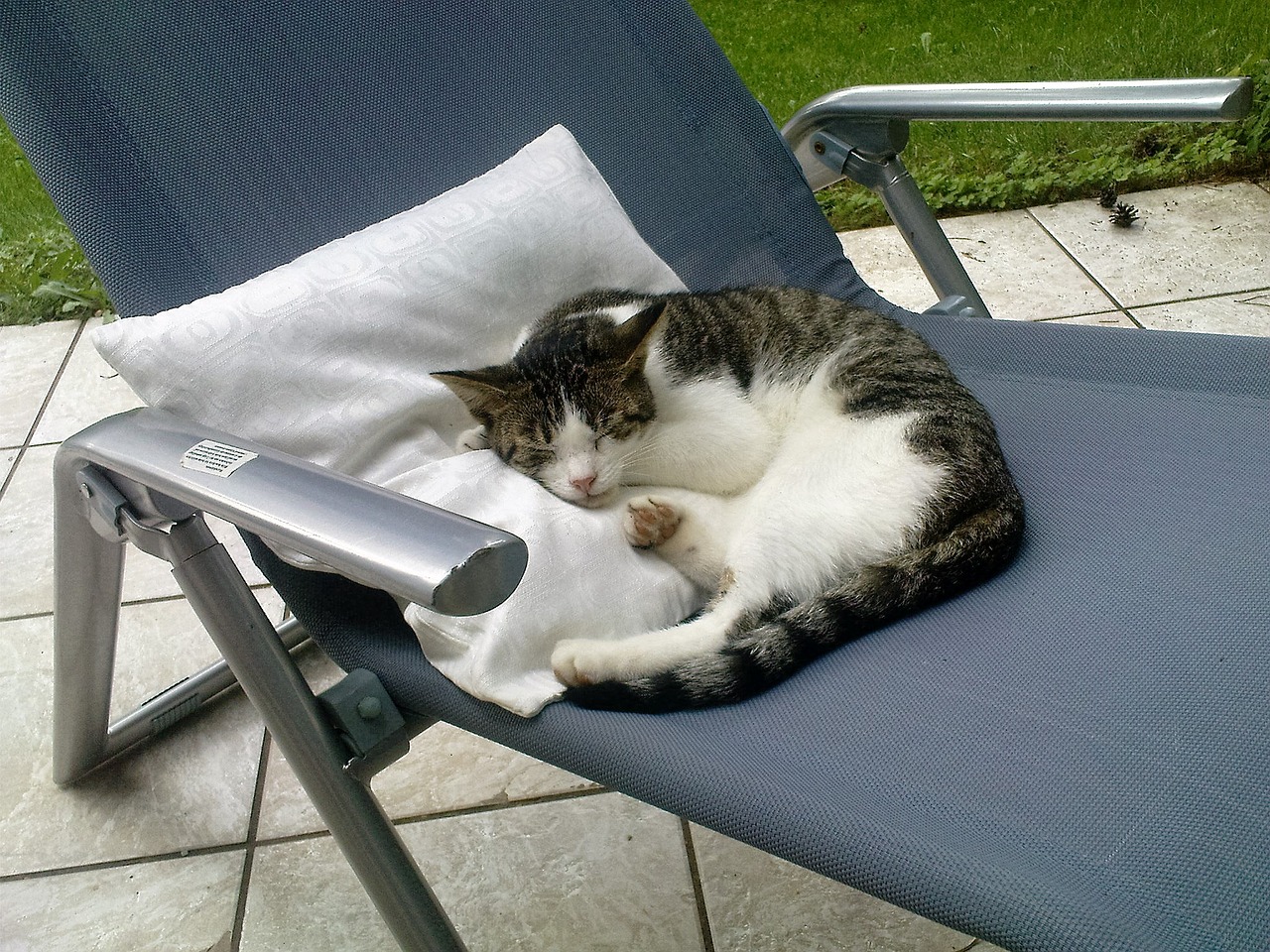 cat deck chair terrace free photo