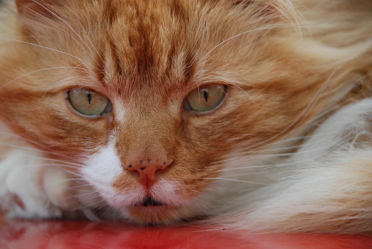 cat ginger face free photo