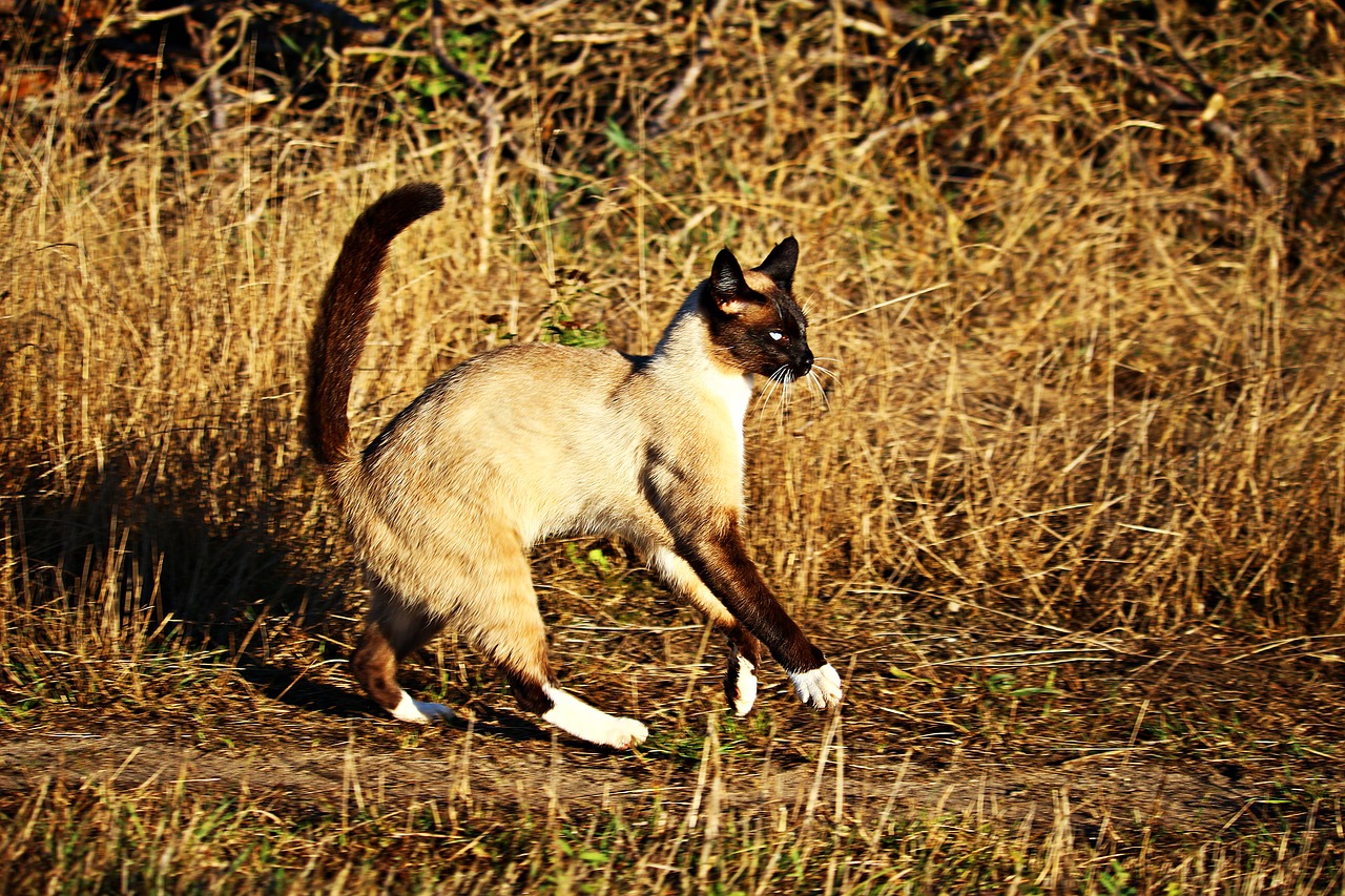 cat siam mieze free photo