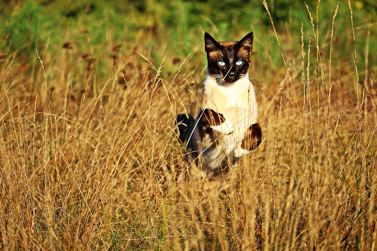 cat mieze siamese free photo