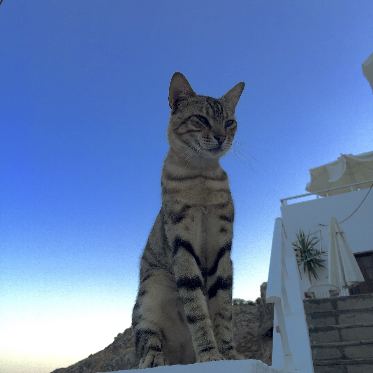 cat greece mediterranean sea free photo