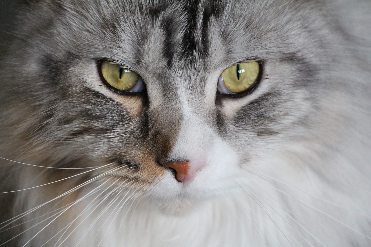 cat main coon maine coon cat free photo